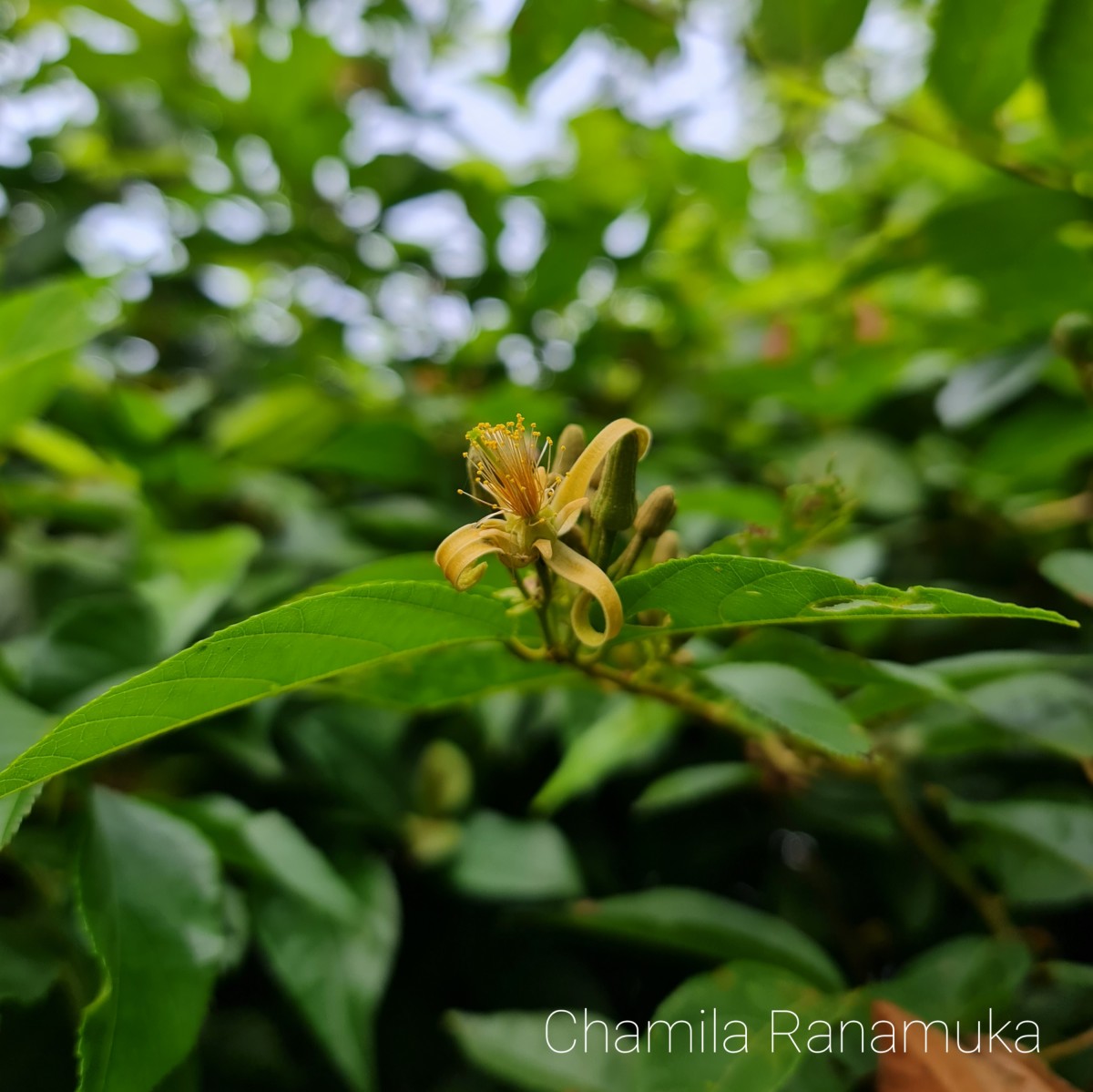 Grewia orientalis L.